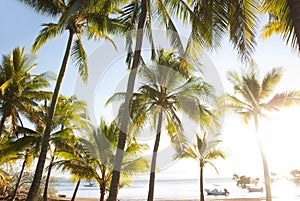 Tropical palm trees at bay with anchored boats