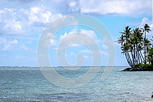 tropical palm trees on a beach in oahu hawaii