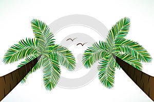 Tropical palm trees birds vector image design