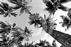 Tropical palm trees in black and white from a low point of view. Looking up palm trees under blue sky