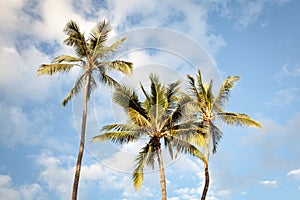 Tropical Palm Trees and Blue Sky