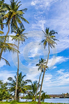 Tropical palm trees with blue sky Bentota Beach Sri Lanka