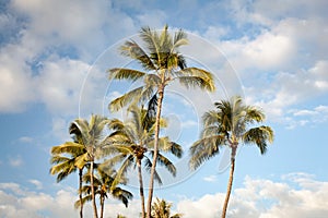 Tropical Palm Trees and Blue Sky