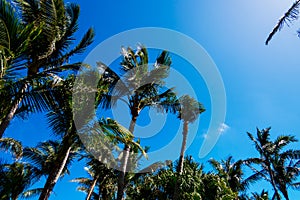 Tropical Palm trees & Blue Sky View