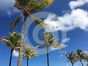 Tropical Palm Trees with Brilliant Blue Sky and White Clouds