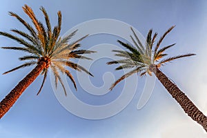 Tropical palm trees and clear blue sky low angle view.