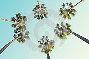 Tropical palm trees on clear summer sky background.  Toned image