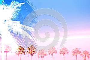 Tropical Palm Trees Collage