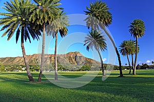 Tropical palm trees diamond head