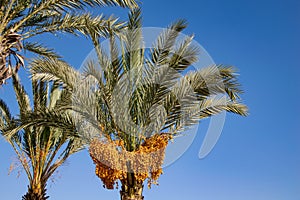 Tropical palm trees with fruit