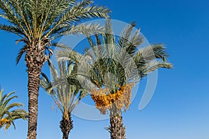 Tropical palm trees with fruit