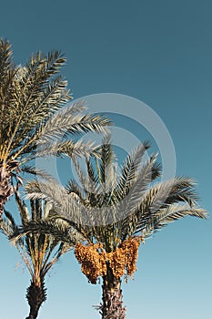 Tropical palm trees with fruit