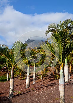 Tropical palm trees growing in the park of Tenerife,Canary Islands,Spain.