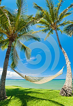 Tropical Palm Trees and Hammock