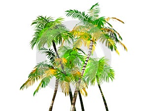 Palmera árboles 