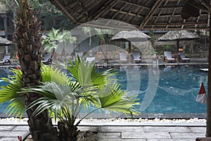 Tropical palm trees with large leaves and umbrellas of straw