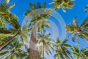 Tropical palm trees from a low point of view. Looking up palm trees under blue sky