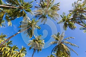 Tropical palm trees from a low point of view. Looking up palm trees under blue sky