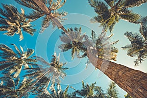 Tropical palm trees from a low point of view. Looking up palm trees under blue sky