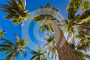 Tropical palm trees from a low point of view. Looking up palm trees under blue sky