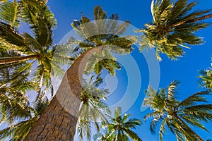 Tropical palm trees from a low point of view. Looking up palm trees under blue sky