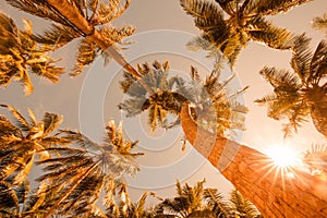Tropical palm trees from a low point of view in sunset. Looking up palm trees under blue sky
