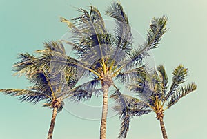 Tropical Palm Trees of Miami
