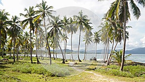 Tropical palm trees and ocean landscape at Las Galeras Beach in the SamanÃÂ¡ Bay of Caribbean Dominican Republic.