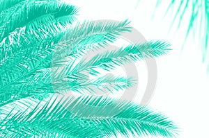 Tropical palm trees over mint color sky. Summer and travel concept. Holiday background. Trendy green and turquoise color. Palm