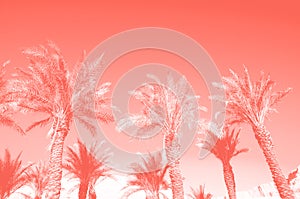 Tropical palm trees over trendy coral color sky. Summer and travel concept. Holiday background. Palm leaves and branches texture