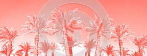 Tropical palm trees over trendy coral color sky. Summer and travel concept. Holiday background. Palm leaves and branches texture