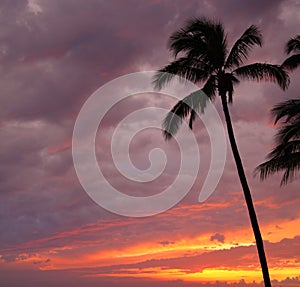 Tropical palm trees with a red sunset