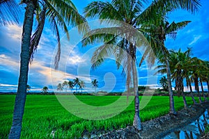 Tropical palm trees in a rice field, green rice field in the Dominican Republic