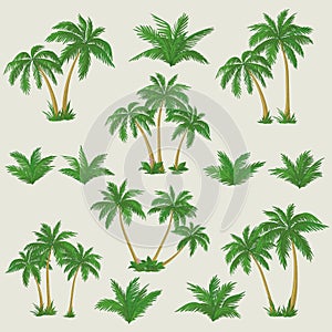 Tropical palm trees set