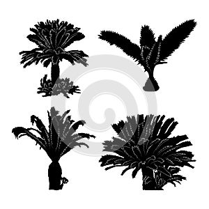 Tropical palm trees set of black silhouette on white background.