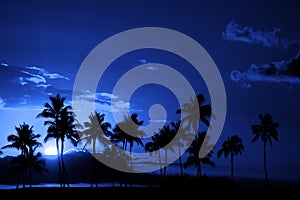 Tropical Palm Trees Silhouette Full Moon Midnight