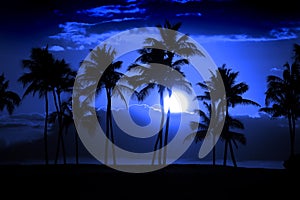 Tropical Palm Trees Silhouette Full Moon Midnight Moonrise Night