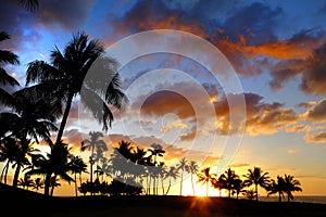 Tropical Palm Trees Silhouette Sunset or Sunrise