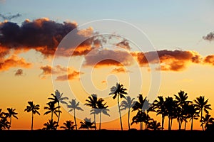 Tropical Palm Trees Silhouette Sunset or Sunrise