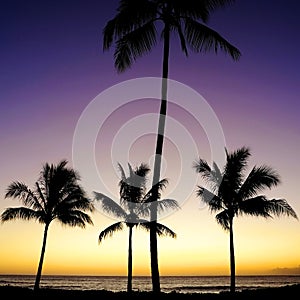 Tropical Palm Trees Silhouette Sunset or Sunrise