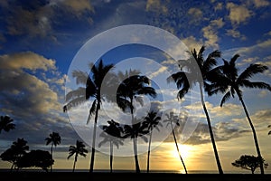 Tropical Palm Trees Silhouette Sunset or Sunrise