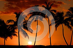 Tropical Palm Trees Silhouette Sunset or Sunrise