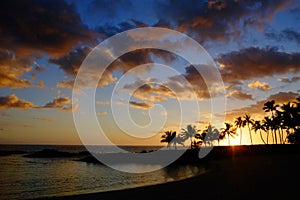 Tropical Palm Trees Silhouette Sunset or Sunrise