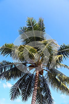 Tropical palm trees in the sunlight in the Maldives