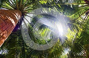 Tropical palm trees in the sunlight in the Maldives