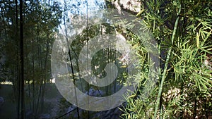 Tropical palm trees in a sunny jungle and a pond on a summer morning. Rays of light in green rainforest. 3D Rendering