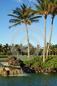 Tropical palm trees at sunrise