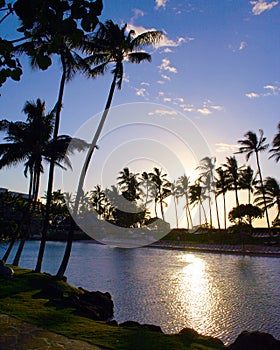 Tropical palm trees at sunrise