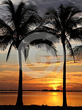 Tropical Palm Trees And Sunset