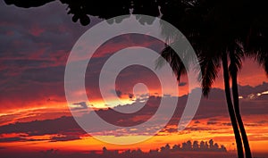 Tropical palm trees at sunset